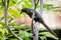 Racket-tailed Treepie Crypsirina temia