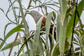 Raffles's Malkoha Rhinortha chlorophaea