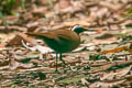 Rail-babbler Eupetes macrocerus macrocerus