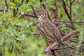 Rain Quail Coturnix coromandelica