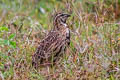 Rain Quail Coturnix coromandelica