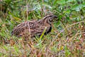 Rain Quail Coturnix coromandelica