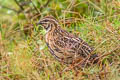 Rain Quail Coturnix coromandelica