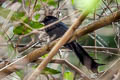 Ratchet-tailed Treepie Temnurus temnurus