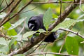 Ratchet-tailed Treepie Temnurus temnurus