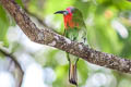 Red-bearded Bee-eater Nyctyornis amictus