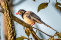 Red-billed Blue Magpie Urocissa erythroryncha magnirostris