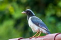 Red-billed Blue Magpie Urocissa erythroryncha magnirostris