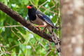 Red-billed Blue Magpie Urocissa erythroryncha magnirostris