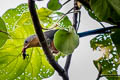 Red-billed Malkoha Zanclostomus javanicus pallidus