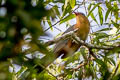 Red-billed Malkoha Zanclostomus javanicus pallidus