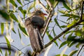 Red-billed Malkoha Zanclostomus javanicus pallidus