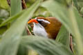 Red-billed Scimitar Babbler Pomatorhinus ochraceiceps ochraceiceps