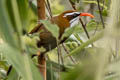 Red-billed Scimitar Babbler Pomatorhinus ochraceiceps ochraceiceps