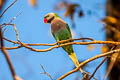 Red-breasted Parakeet Psittacula alexandri fasciata