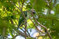 Red-breasted Parakeet Psittacula alexandri fasciata