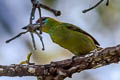 Red-crowned Barbet Psilopogon rafflesii