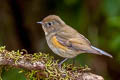 Red-flanked Bluetail Tarsiger cyanurus 