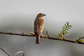 Red-headed Bunting Emberiza bruniceps