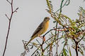 Red-headed Bunting Emberiza bruniceps