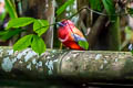 Red-headed Trogon Harpactes erythrocephalus erythrocephalus