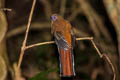 Red-headed Trogon Harpactes erythrocephalus annamensis