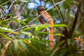 Red-headed Trogon Harpactes erythrocephalus annamensis