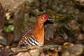 Red-legged Crake Rallina fasciata 