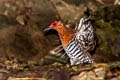 Red-legged Crake Rallina fasciata 