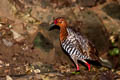 Red-legged Crake Rallina fasciata 