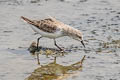 Red-necked Stint Calidris ruficollis