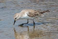 Red-necked Stint Calidris ruficollis