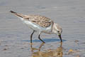 Red-necked Stint Calidris ruficollis