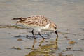 Red-necked Stint Calidris ruficollis