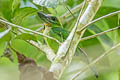 Red-throated Barbet Psilopogon mystacophanos mystacophanos