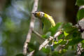 Red-throated Barbet Psilopogon mystacophanos mystacophanos