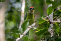 Red-throated Barbet Psilopogon mystacophanos mystacophanos