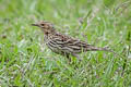 Red-throated Pipit Anthus cervinus 