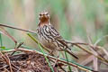 Red-throated Pipit Anthus cervinus 