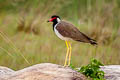 Red-wattled Lapwing Vanellus indicus atronuchalis