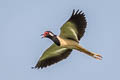 Red-wattled Lapwing Vanellus indicus atronuchalis