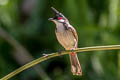 Red-whiskered Bulbul Pycnonotus jocosus emeria