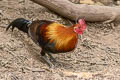 Red Junglefowl Gallus gallus gallus