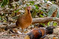 Red Junglefowl Gallus gallus gallus