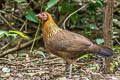 Red Junglefowl Gallus gallus gallus