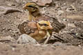 Red Junglefowl Gallus gallus gallus