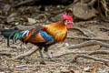 Red Junglefowl Gallus gallus gallus