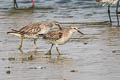 Red Knot Calidris canutus canutus (Lesser Knot)