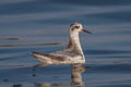 Red Phalarope Phalaropus fulicarius