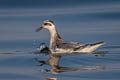 Red Phalarope Phalaropus fulicarius